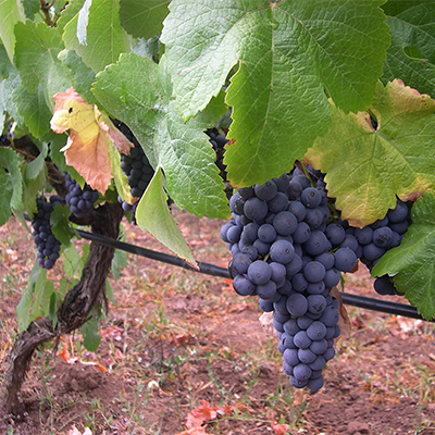 bodegas vineyards tenerife vineyards tenerife