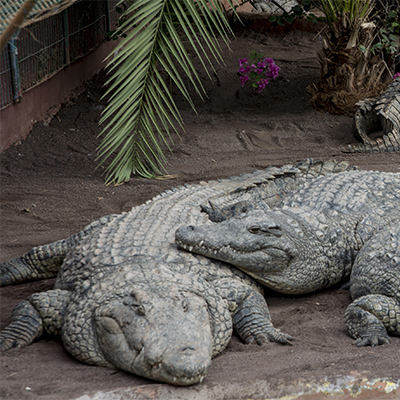 crocodile park 