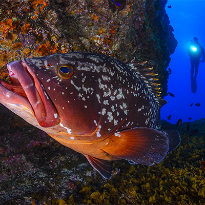 el hierro diving diving el hierro