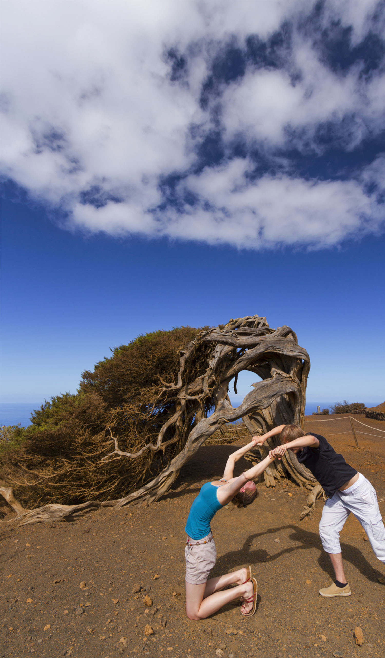 El Hierro Sabinar el hierro