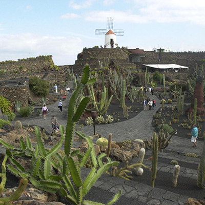 the cactus garden cactus garden